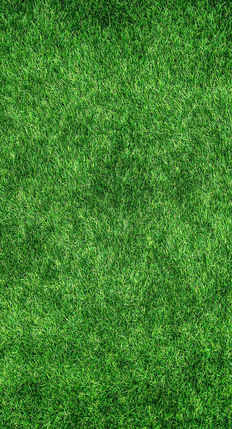 Eco-conscious product reviews